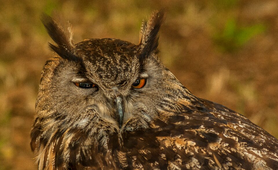 Raptor grand duke beak