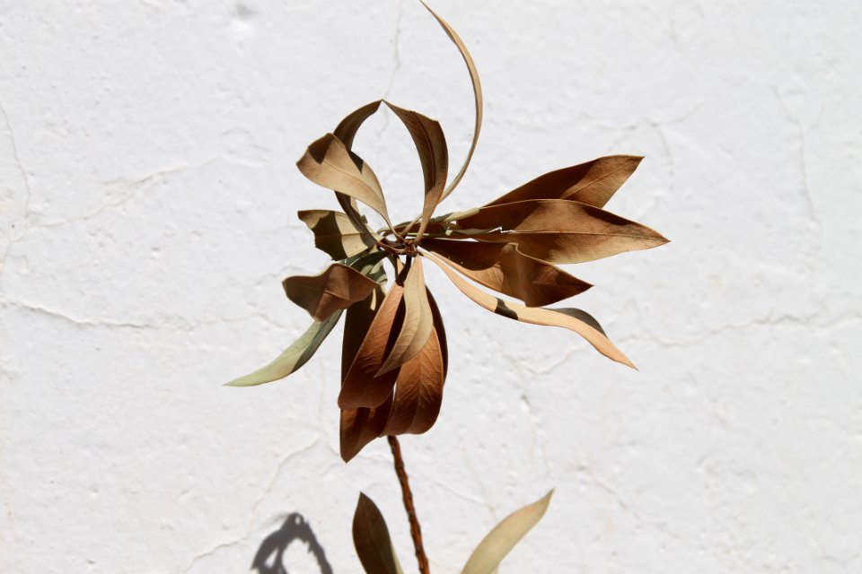 Leaves, Herbarium, Botanic
