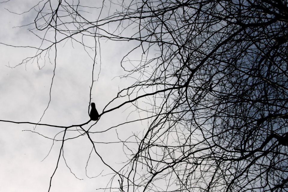Valencia, Spain, Bird