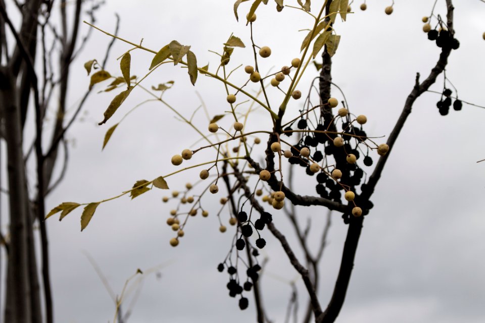 Nature, Winter, Botanic