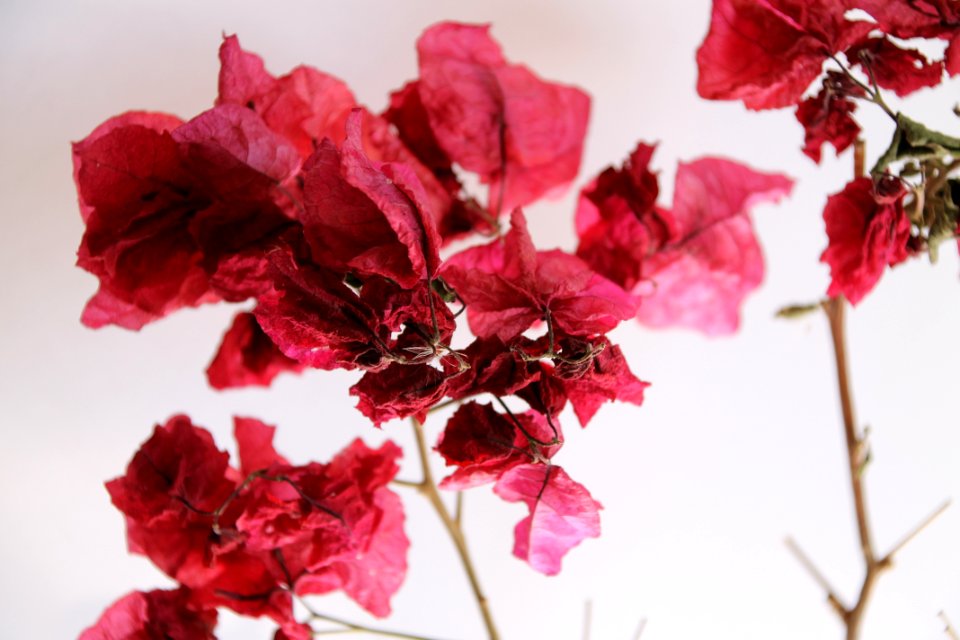 Flower, Bouganvilla, Nature