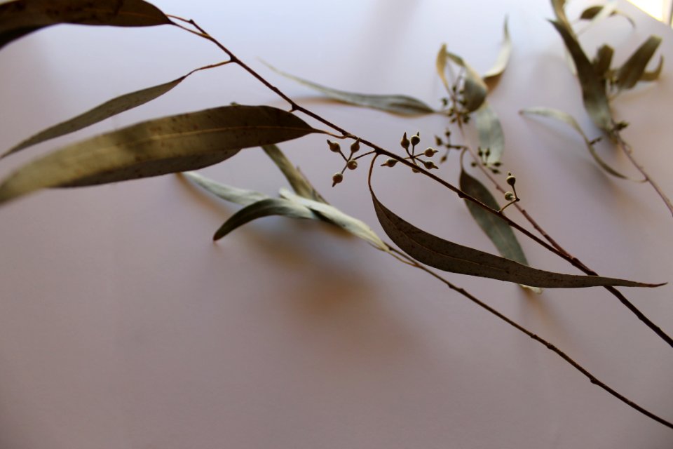 Botanical, Leaf, Eucaliptus