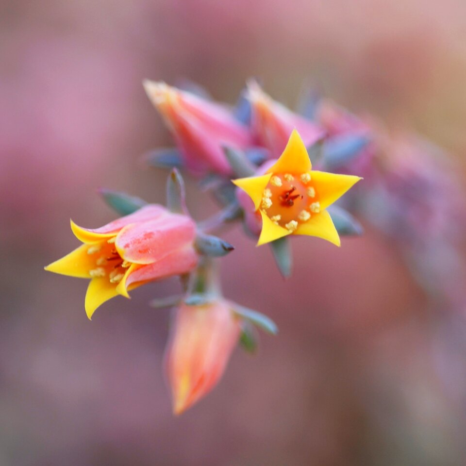 Close trumpet flower