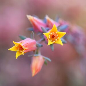 Close trumpet flower