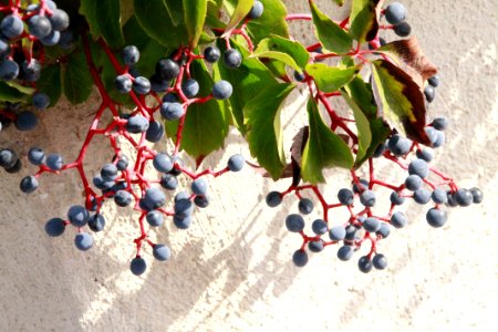 Leaves, Wild fruits, Nature