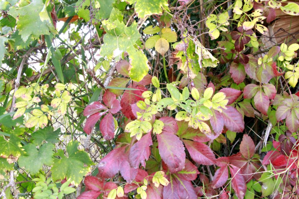 Leaves, Nature
