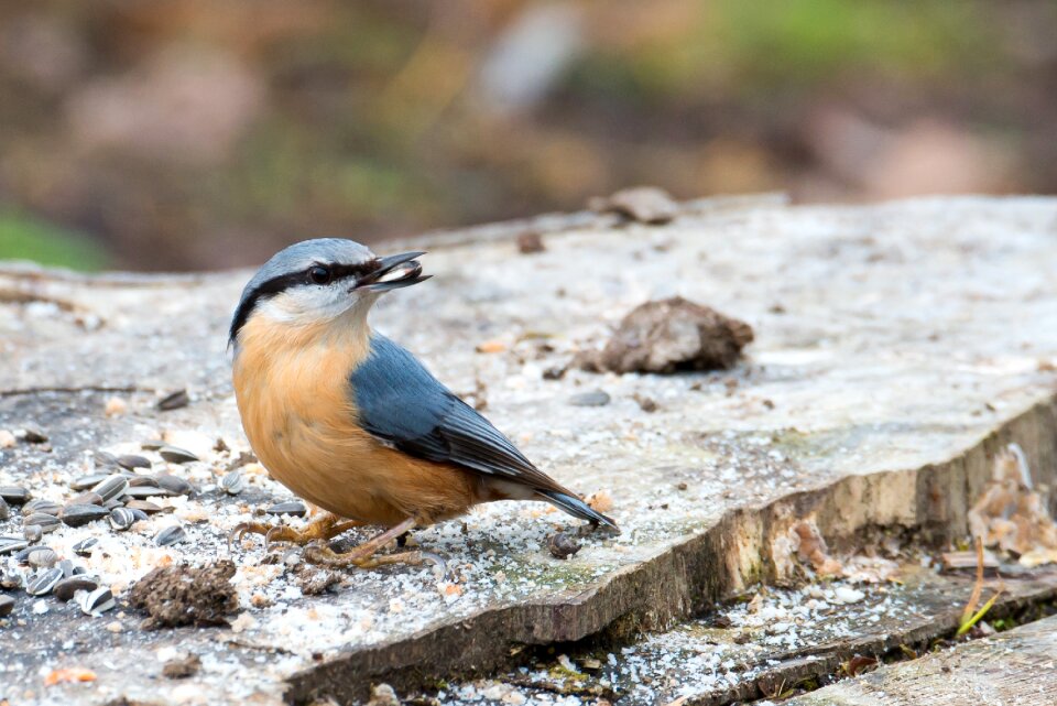 Bird colored rostrot feeding place