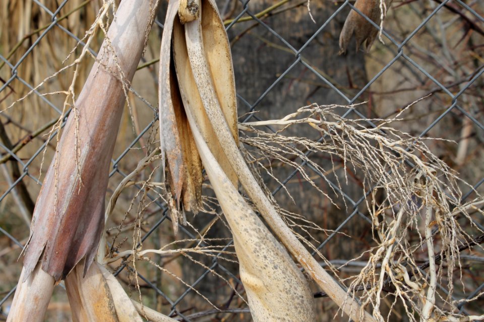 Nature, Autumn, Dry leaves