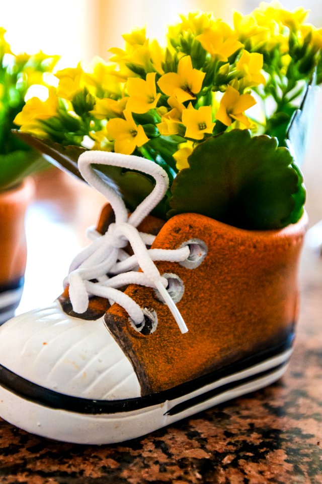 Leaves, Vivid, Yellow flowers photo