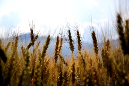 shallow focus photography wheats