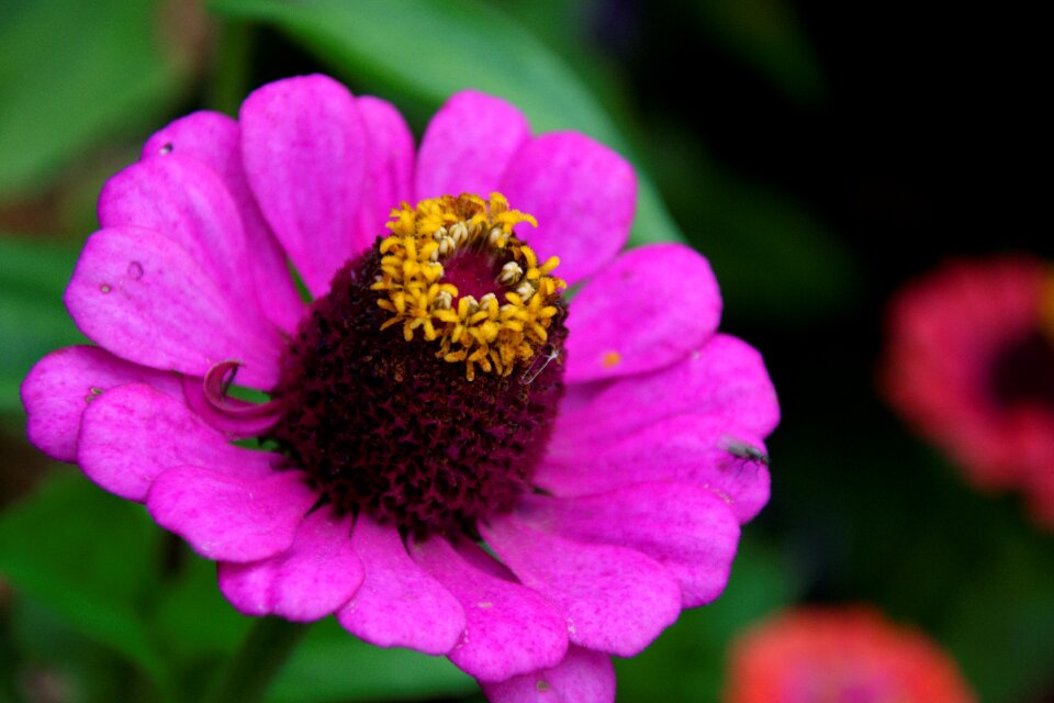 Summer fragrance garden