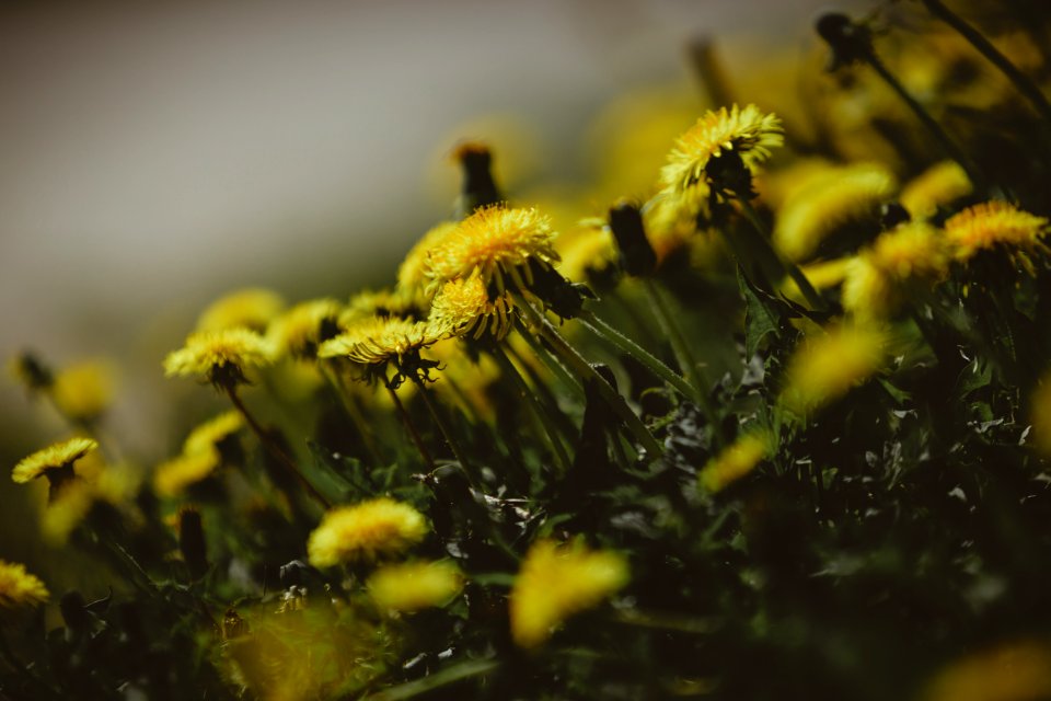 Yellow, Elions, Elion