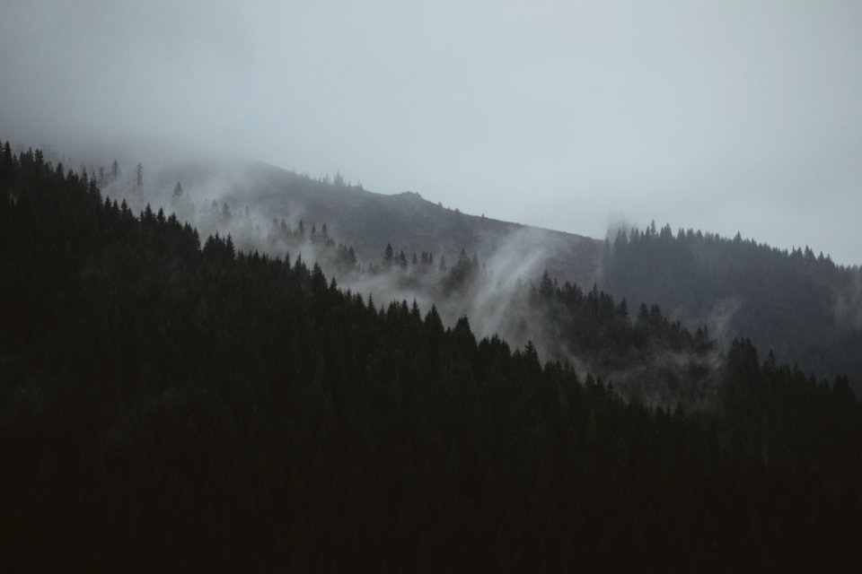 landscape photograph of pine trees