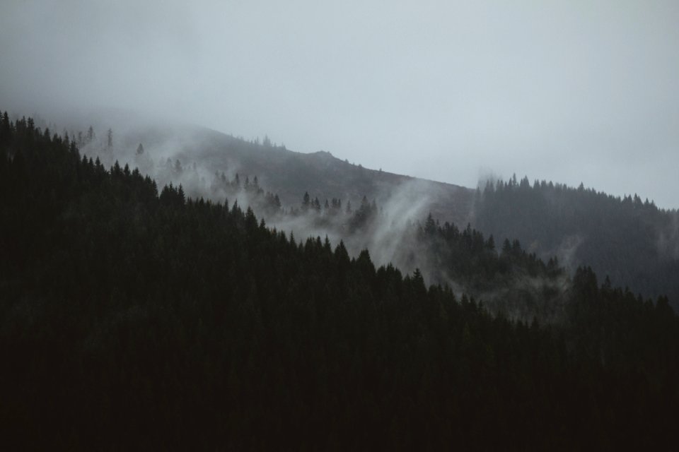 landscape photograph of pine trees photo