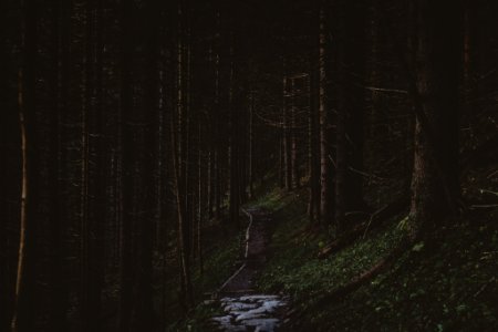 pathway in middle of forest