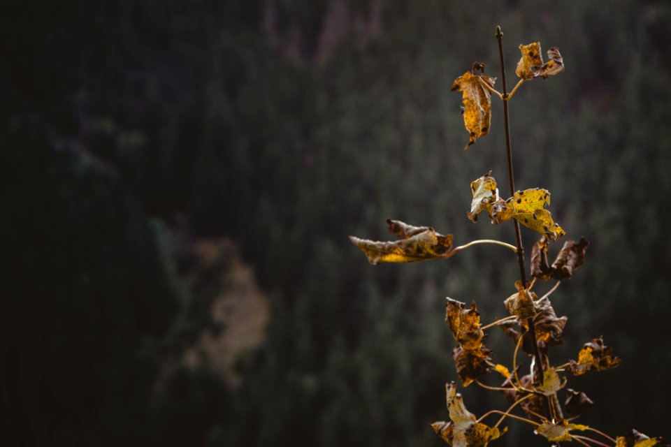 Slovakia, Autumn, Close up