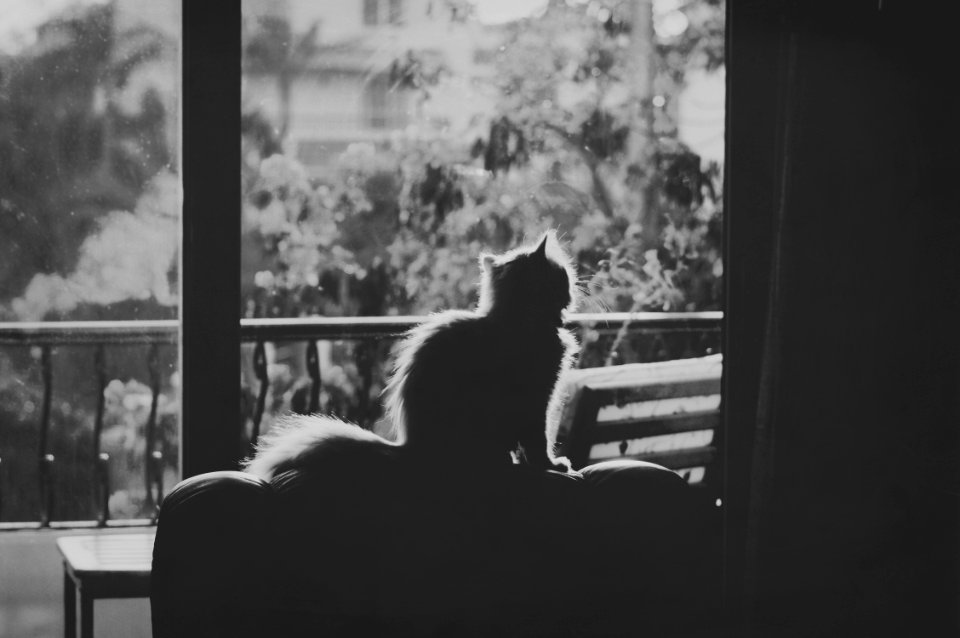 Sunshine, Indoors, Furry