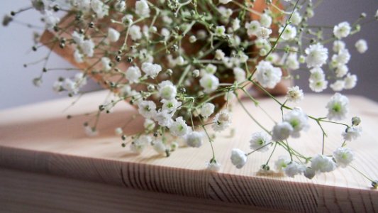 Portugal, Girly, Bouquet