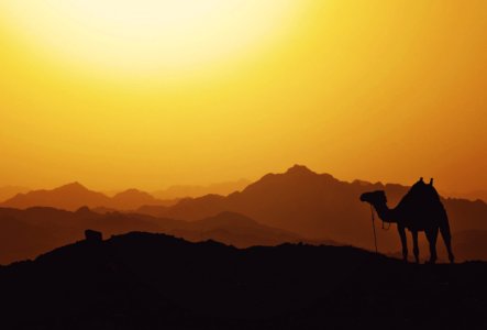 silhouette of camel photo