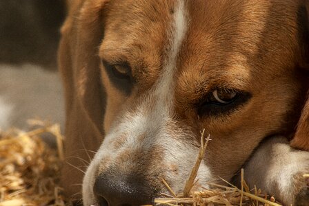 Pack hunting dog beagle
