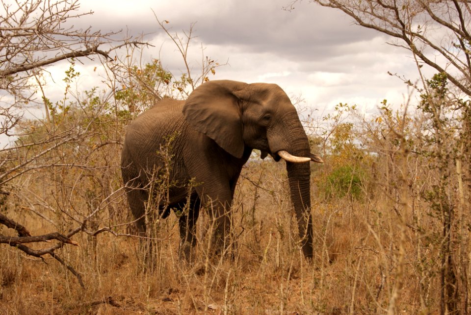 South africa, Sabi sabi bush lodge, Sabie park