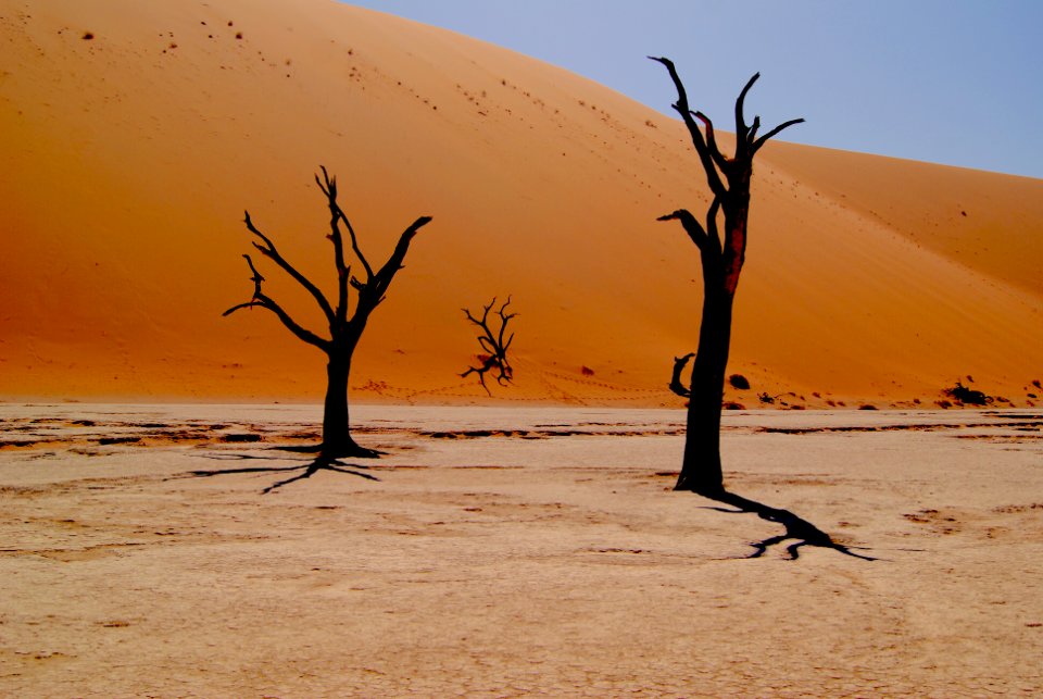 two bare trees on dessert