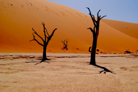 two bare trees on dessert