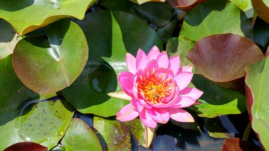 Lotus pond water lilies photo