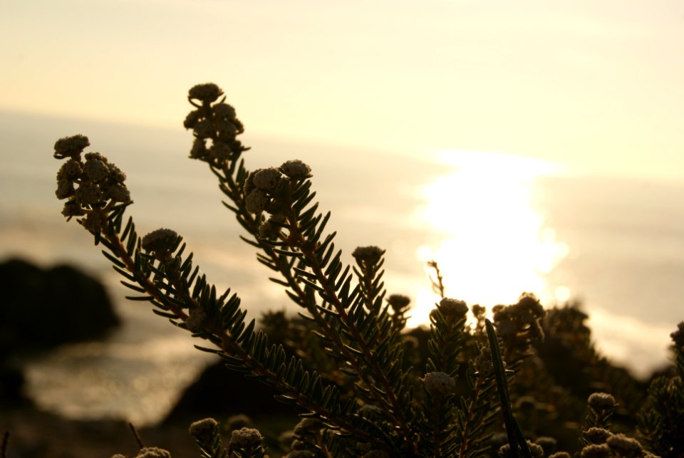 Sea, Sunset, Flowers