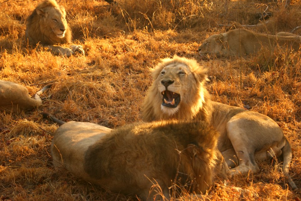 South africa, Sabi s, Game reserve