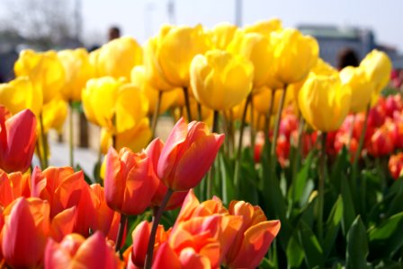 Tulip, Tulips, Tulipas