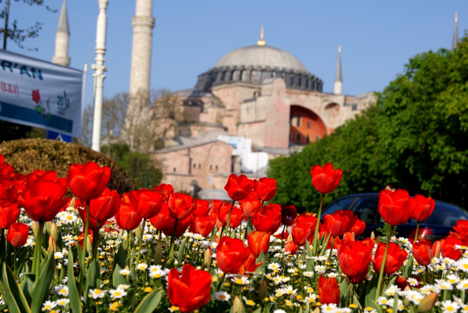 Hagia sophia museum, Turkey, Tulip