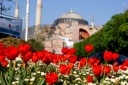 Hagia sophia museum, Turkey, Tulip