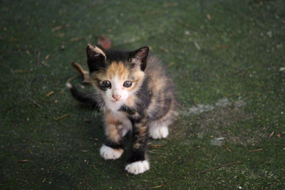 Cat pet animal