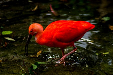 Prague zoo, Prague, Czech republic photo