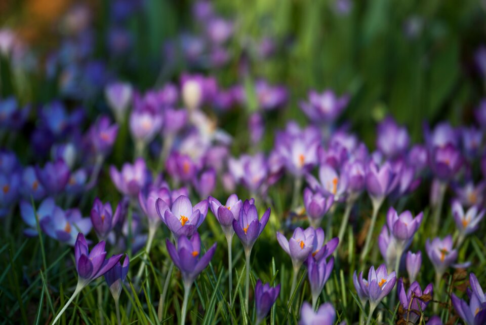 Spring easter flowers