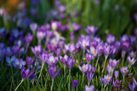 Spring easter flowers photo