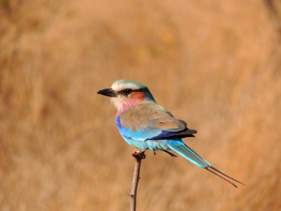 South africa, Kruger park, Blue photo