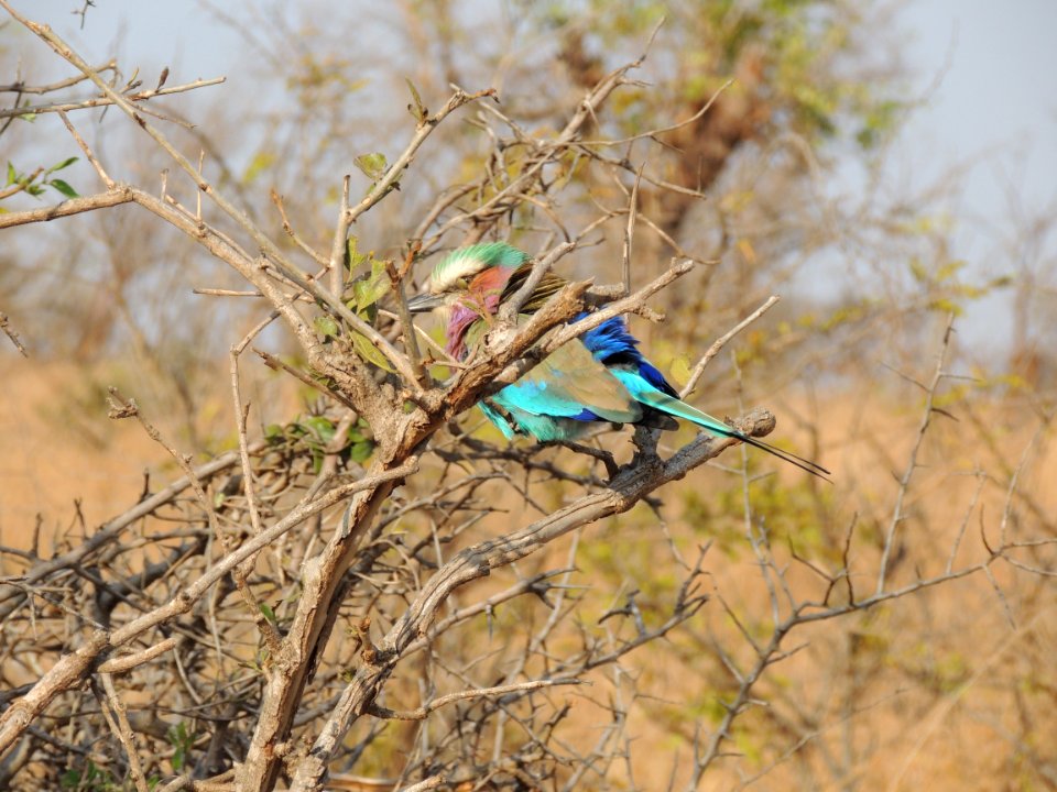 Kruger park, South africa, Tree