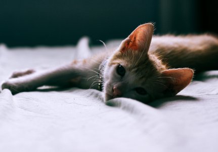 Cat, Film, Memories