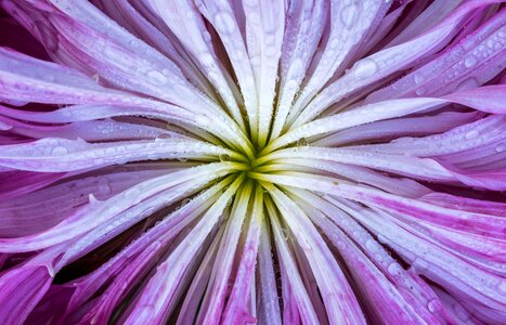 Autumn chrysanthemum affix photo