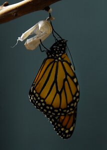 Insect nature orange