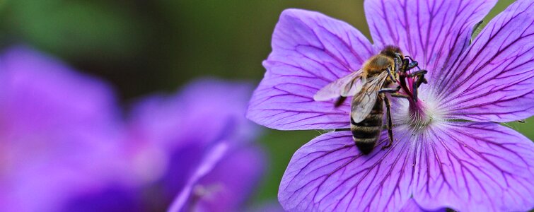 Bee blossom bloom photo