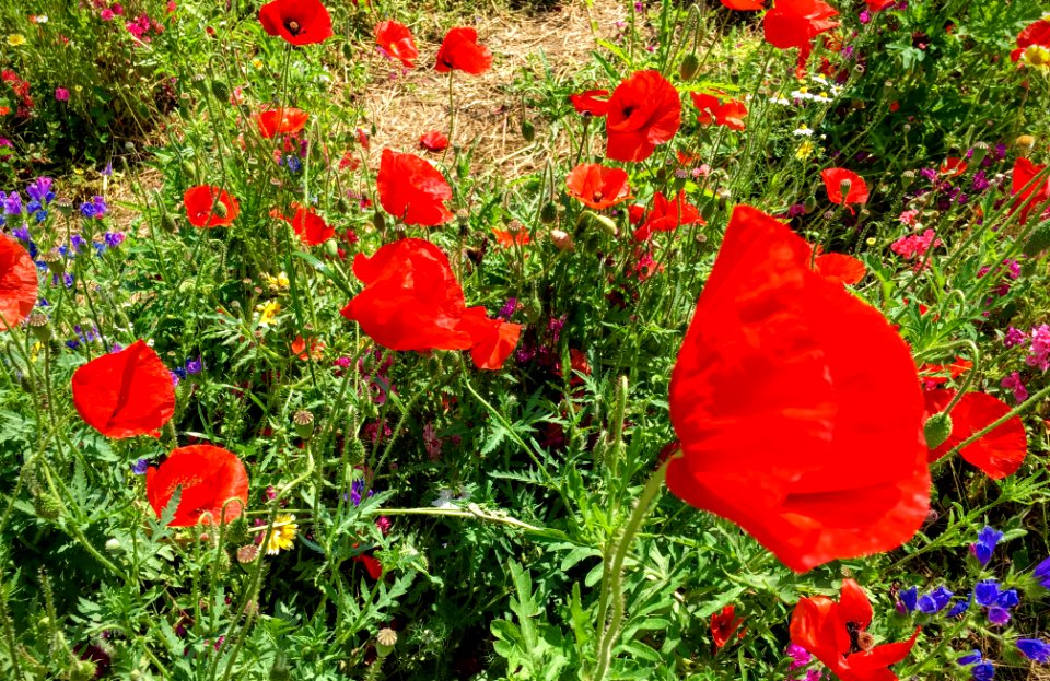 Italy, Poppies, Garden