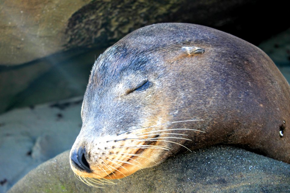 San diego, Stati uniti, Animals