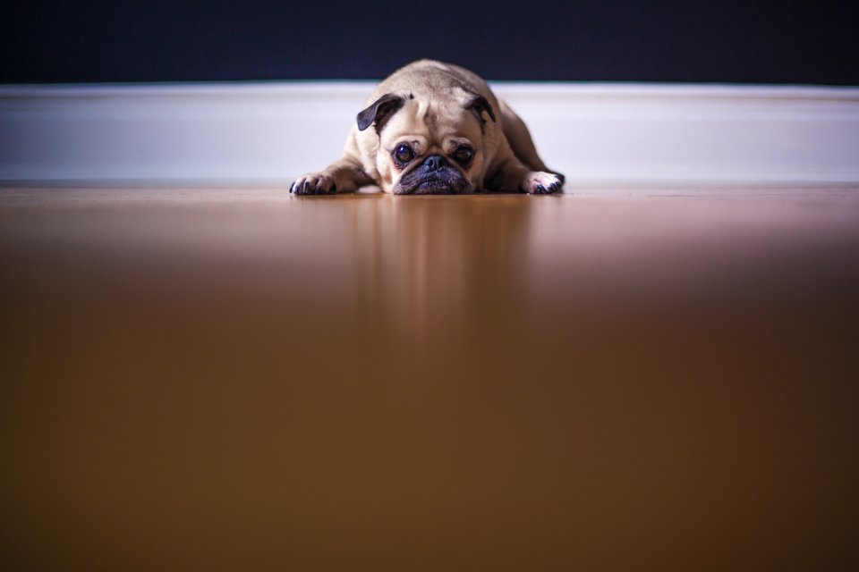 fawn pug lying on floor