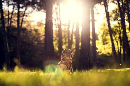 selective focus photography of dog sitting on grass behind trees at daytime
