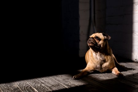 brown pug lying on floor photo