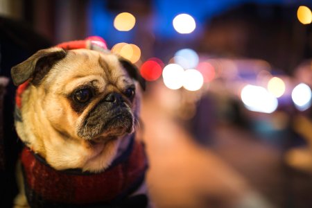 selective focus photography of fawn pug