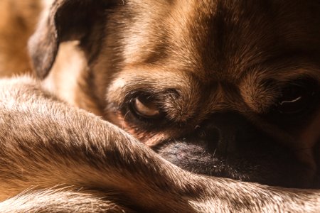 Dog, Sunlight, Eyes